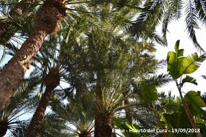 19 ELCHE HUERTO DEL CURA (58)